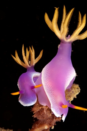 Lots of colorful nudibranches