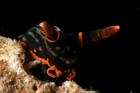 Church Reef Scuba Diving!